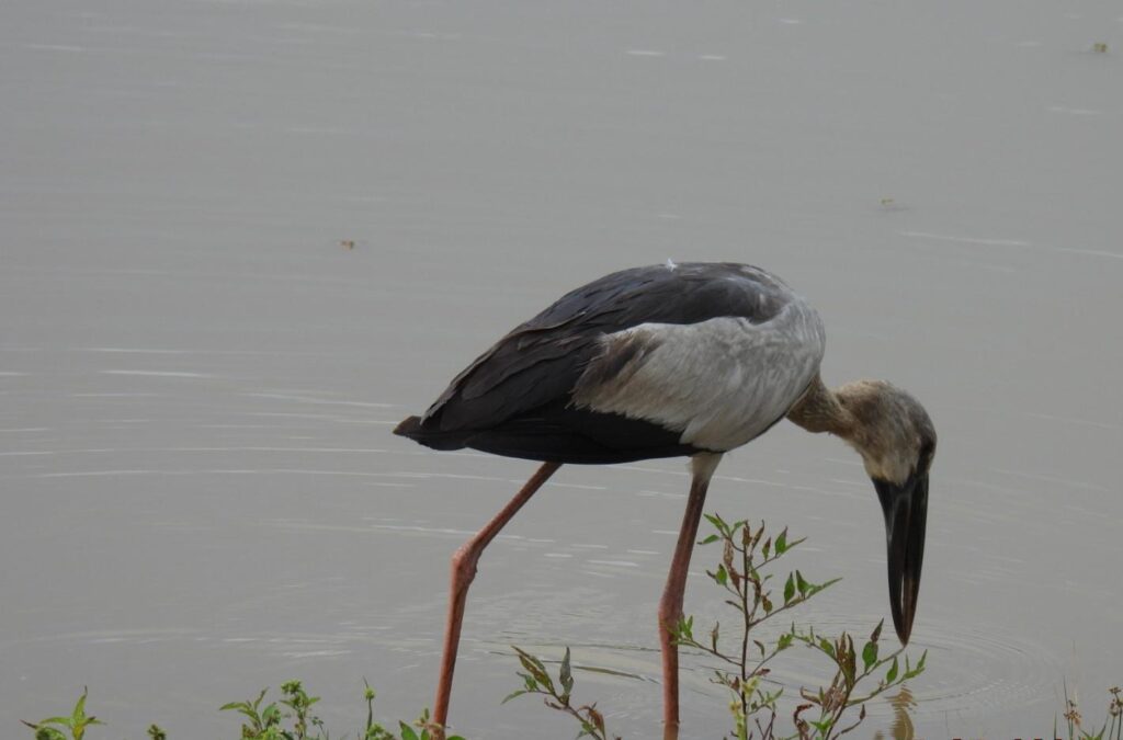 Wild life of Srilanka
