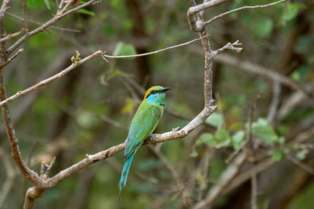 Wild life of Srilanka