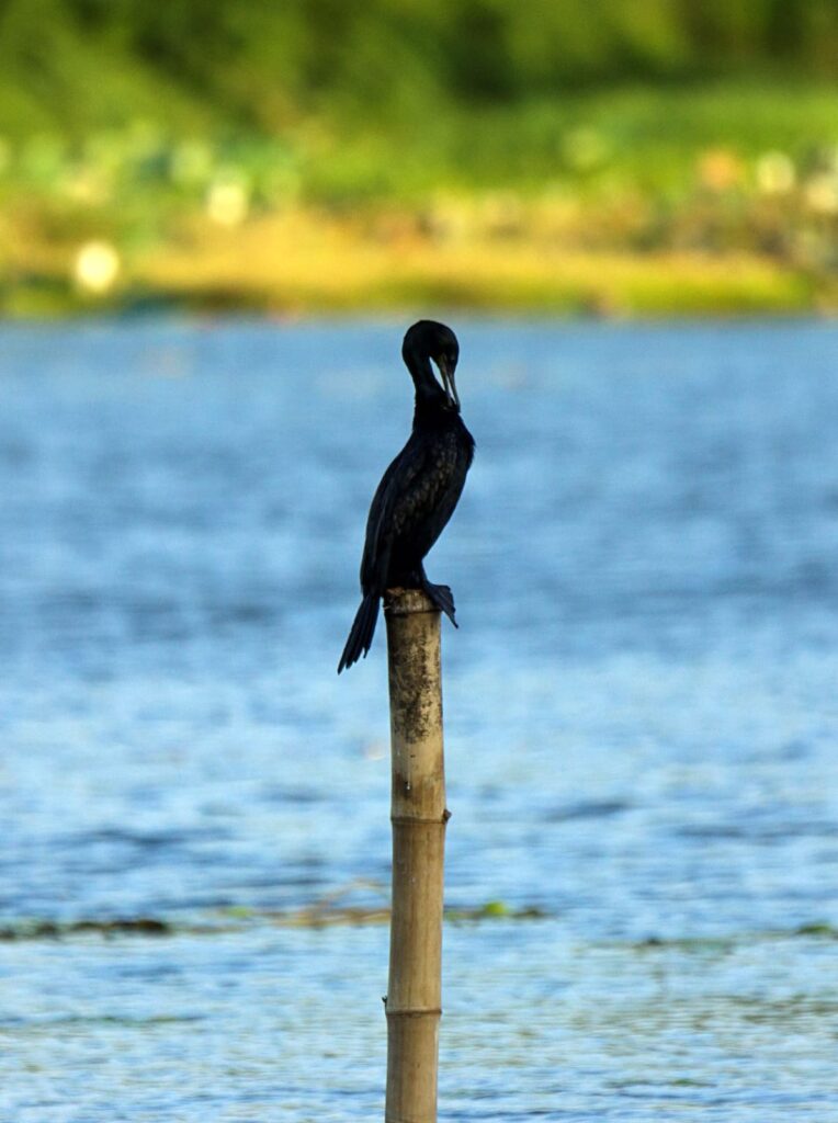 Wild life of Srilanka