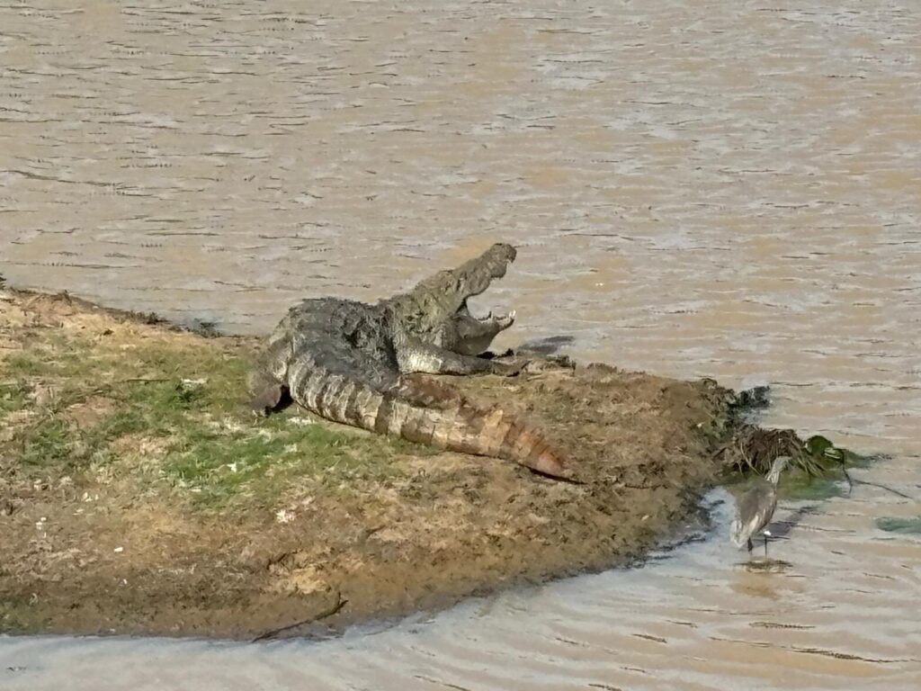 Wild life of Srilanka