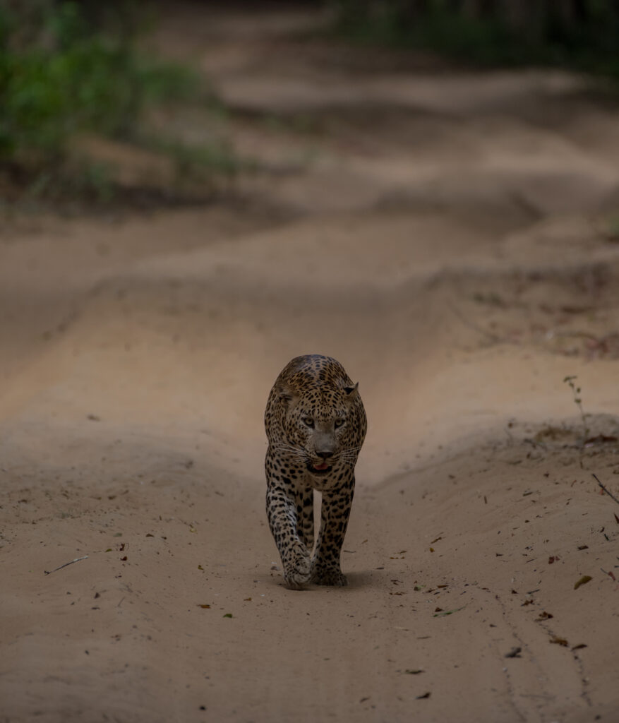 Wild life of Srilanka