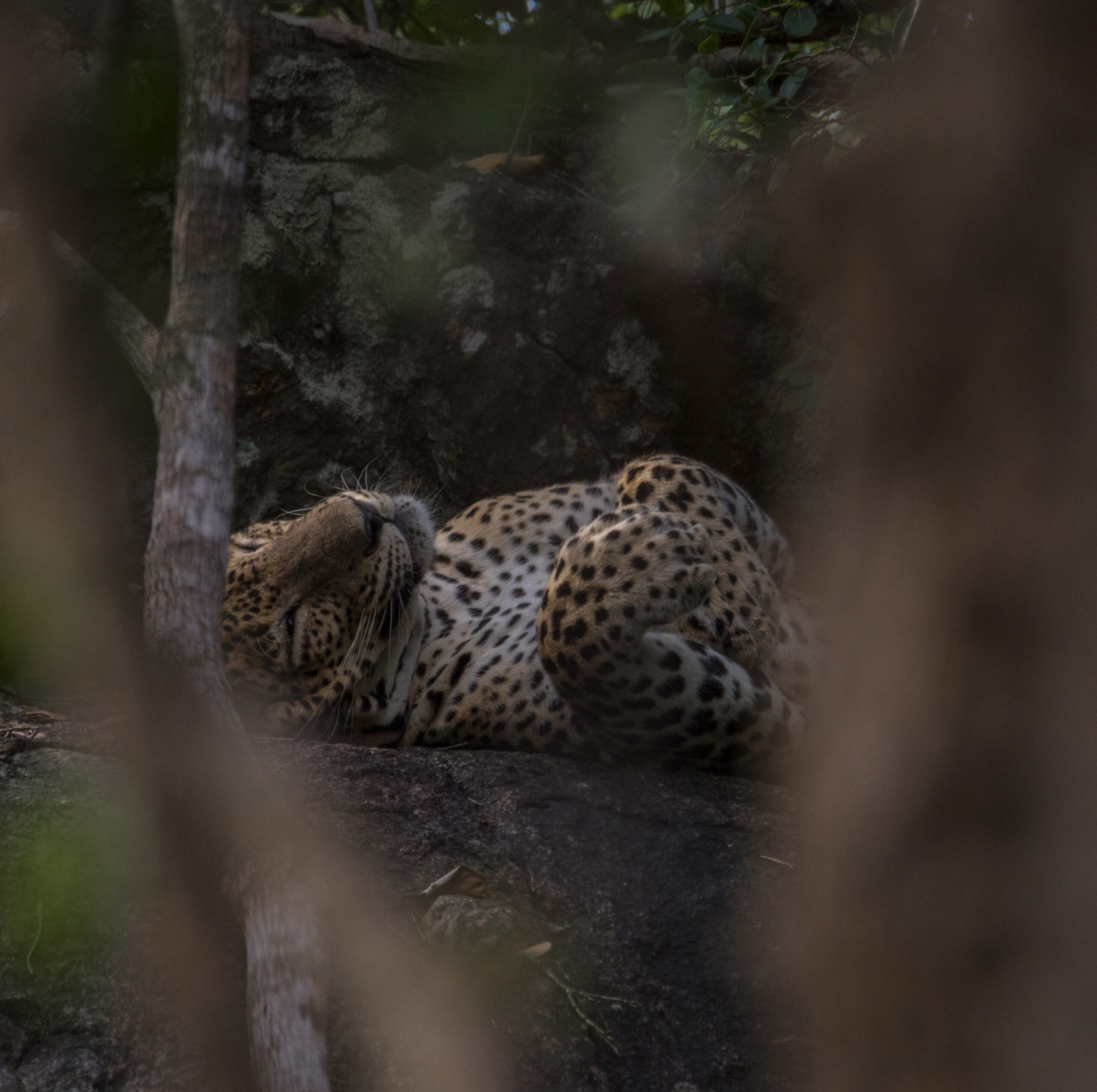 Wild ceylon leopard