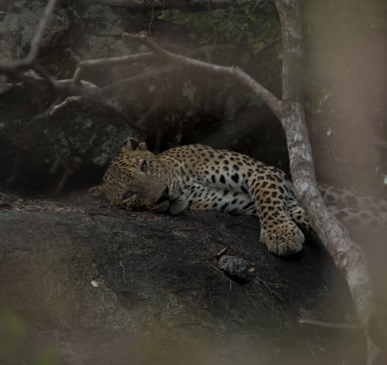 Leopard safari in Srilanka