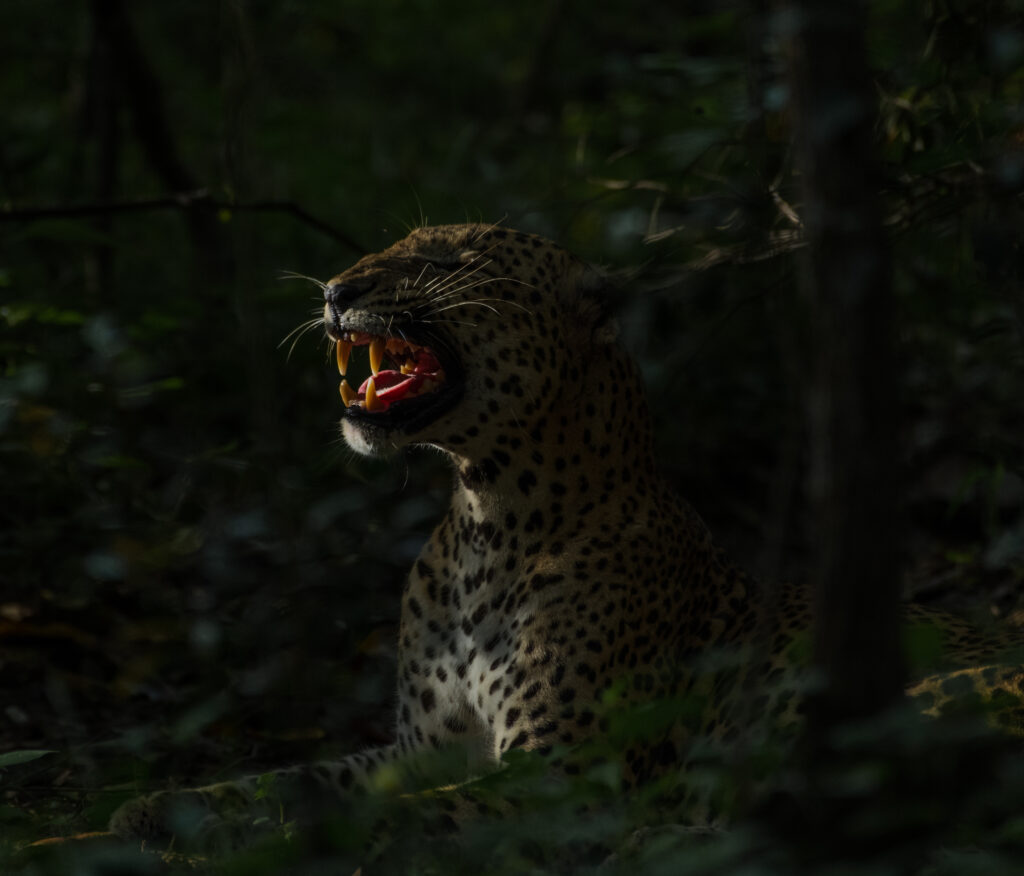 Wild life of Srilanka