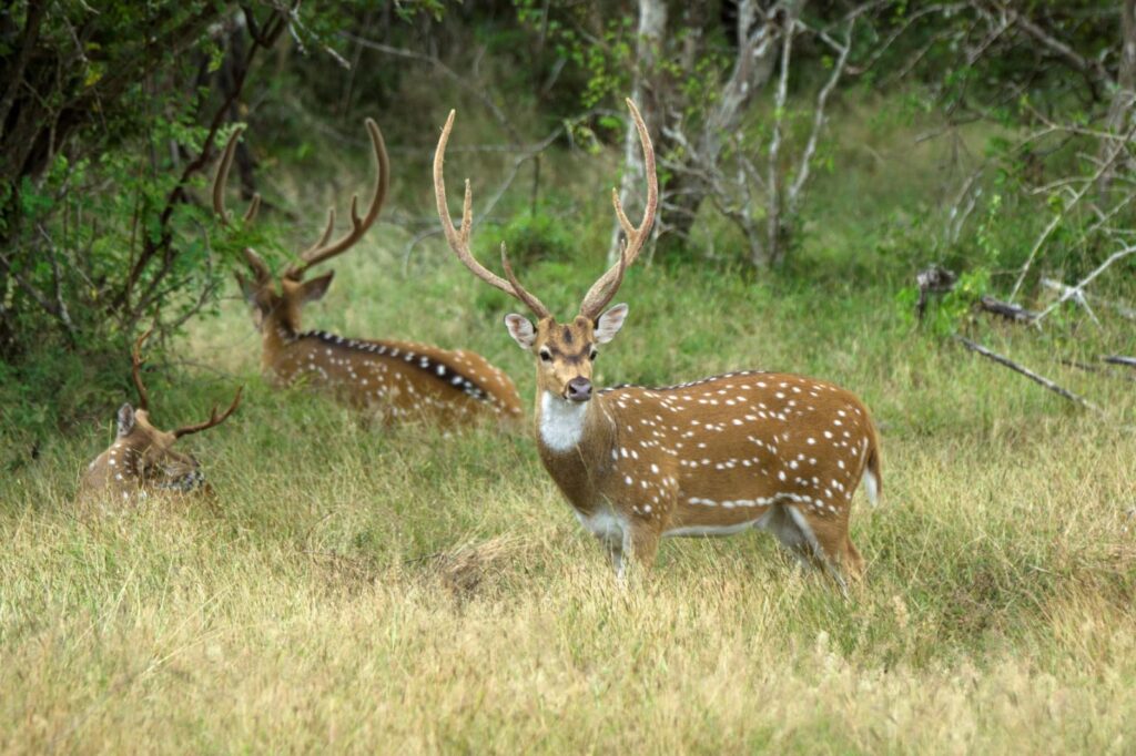 Wild life of Srilanka