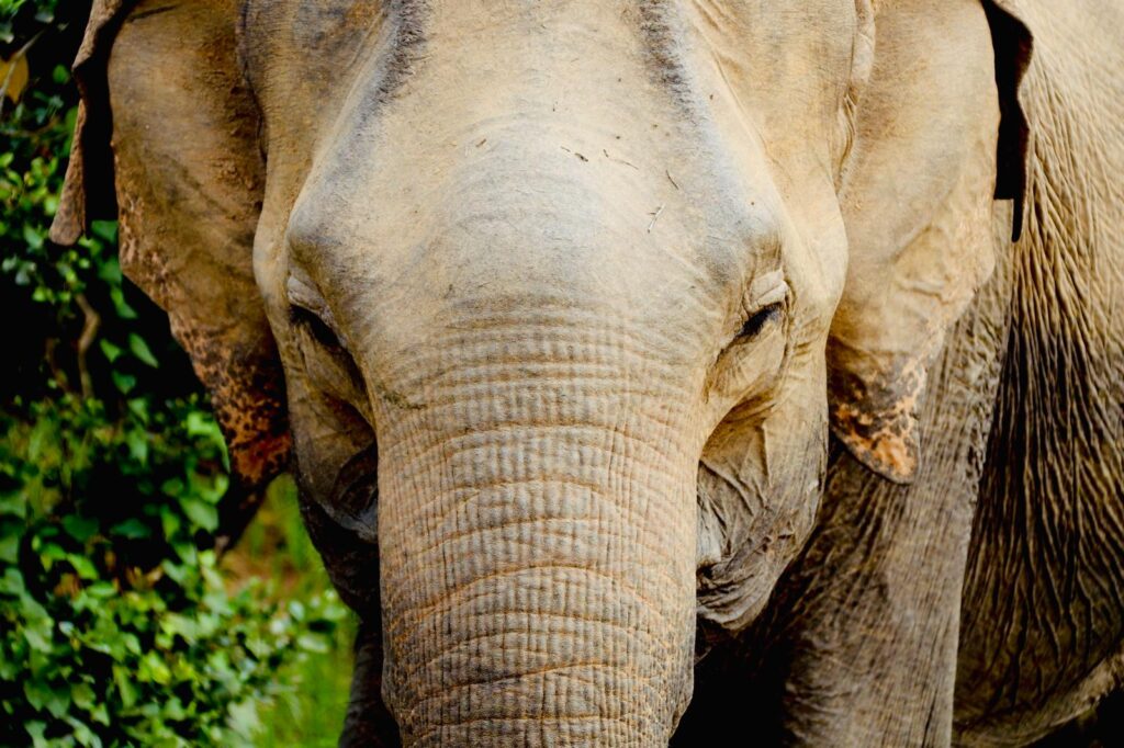 Elephant safari in Srilanka