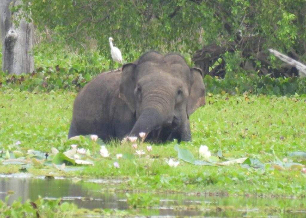 Wild life of Srilanka