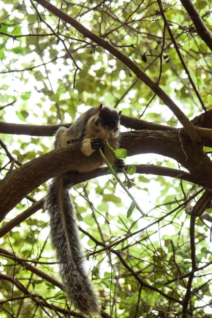 Wild life of Srilanka