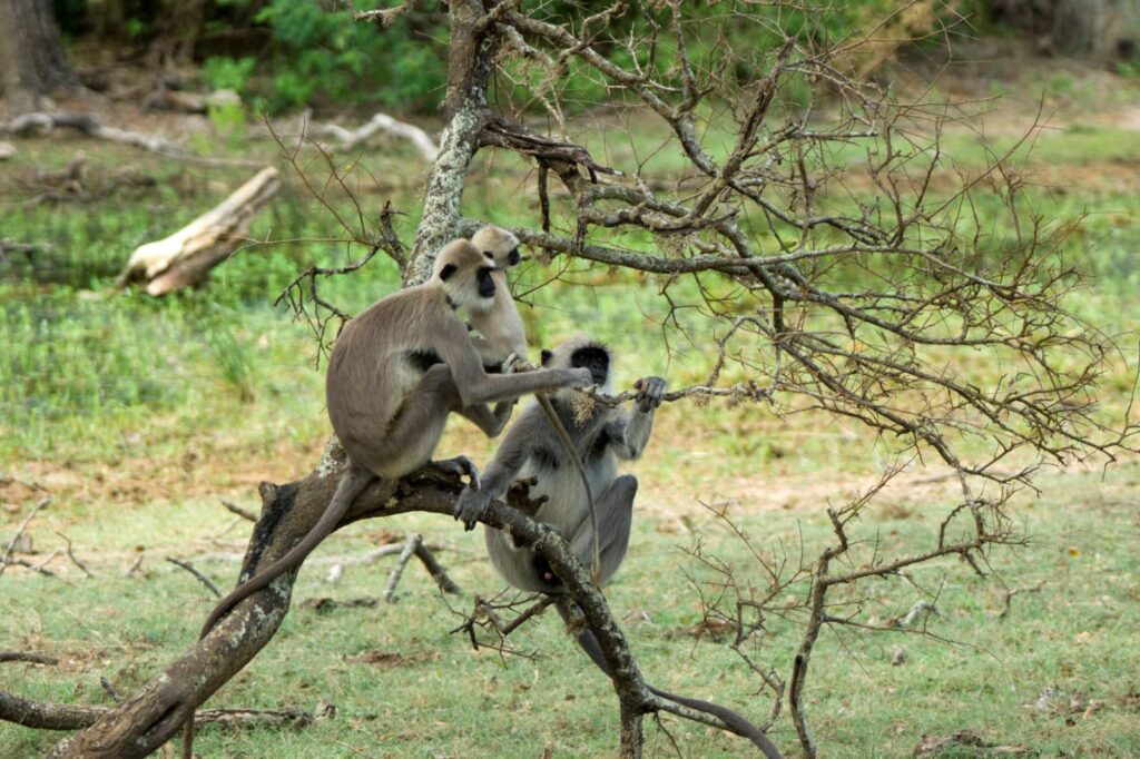 Wild life of Srilanka