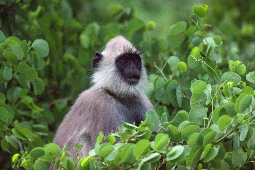 Wild life of Srilanka