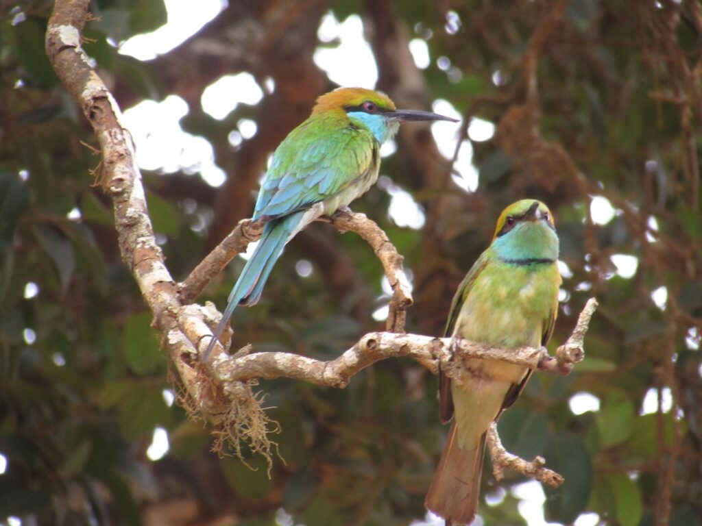 Wild life of Srilanka