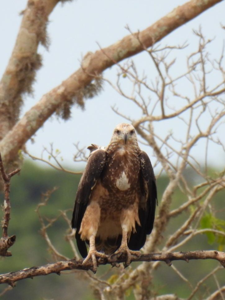 Wild life of Srilanka