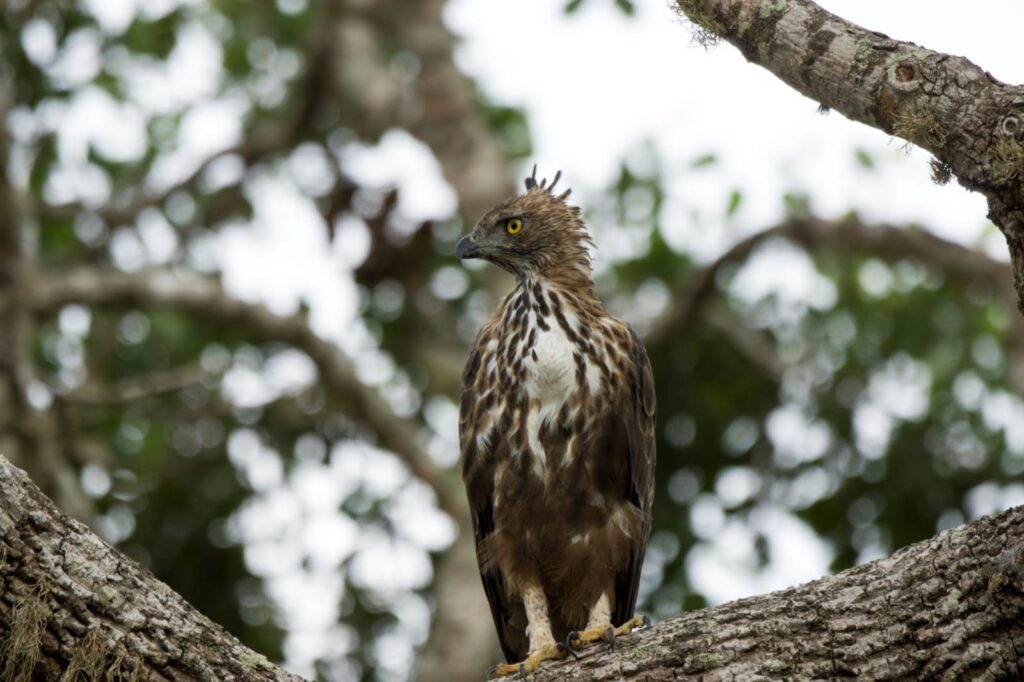 Wild life of Srilanka