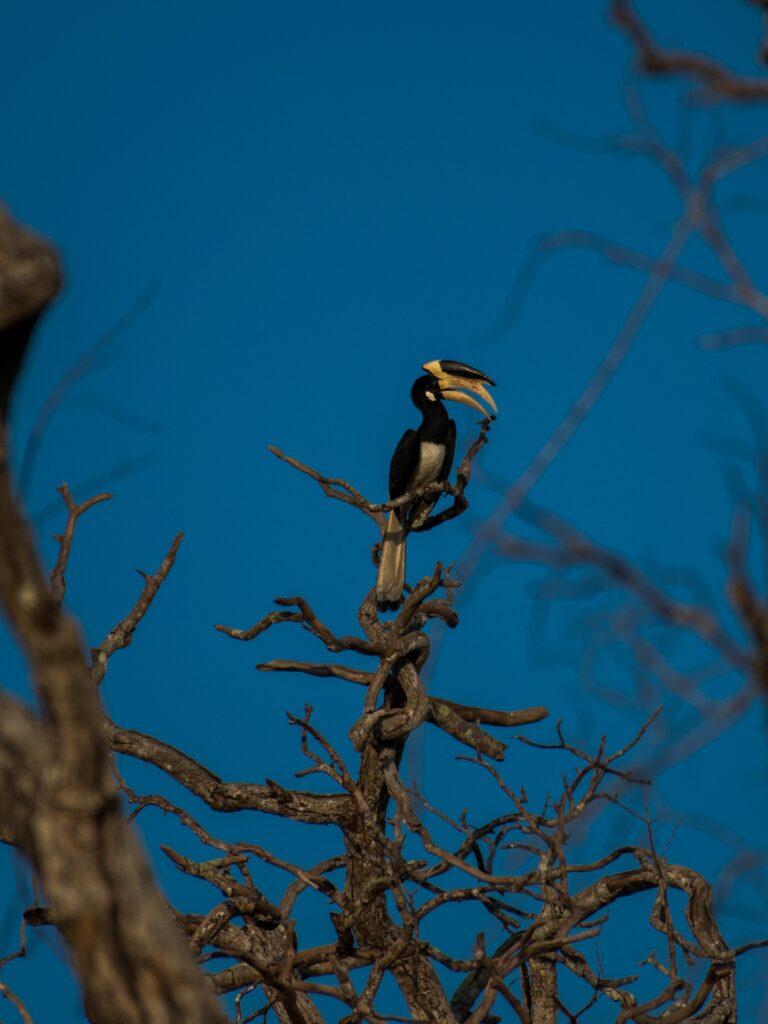 Wild life of Srilanka