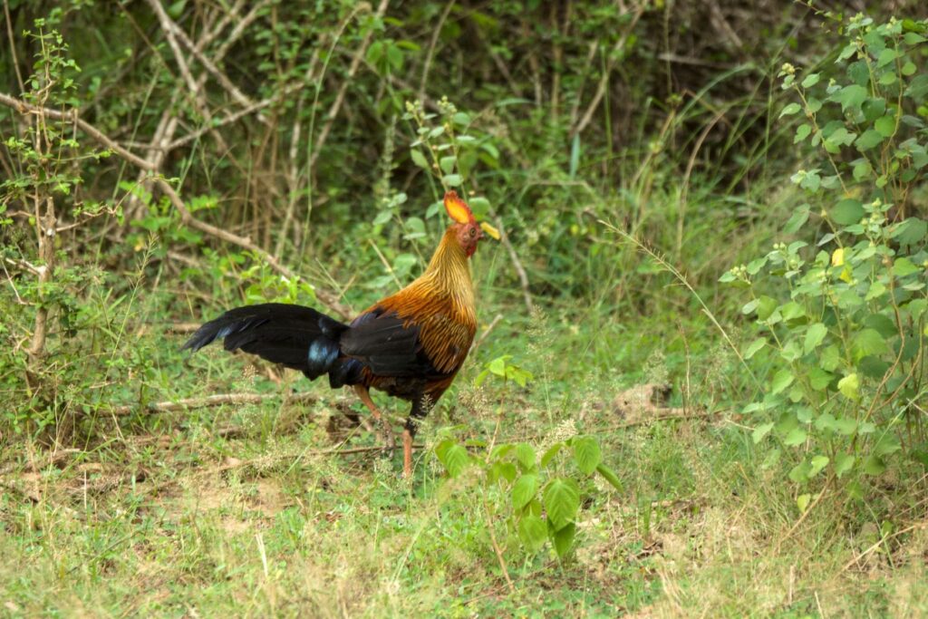 Wild life of Srilanka