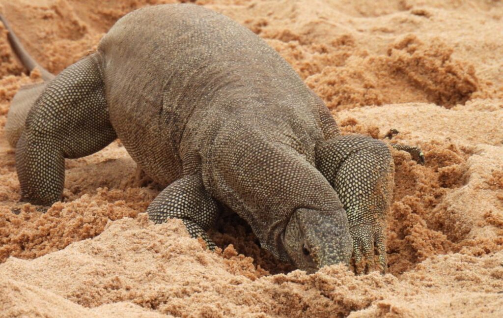 Wild life of Srilanka