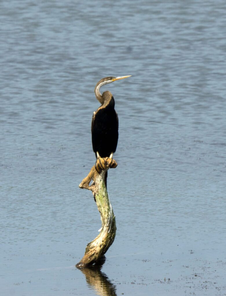 Wild life of Srilanka