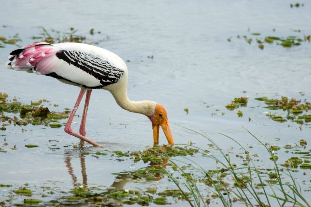 Wild life of Srilanka