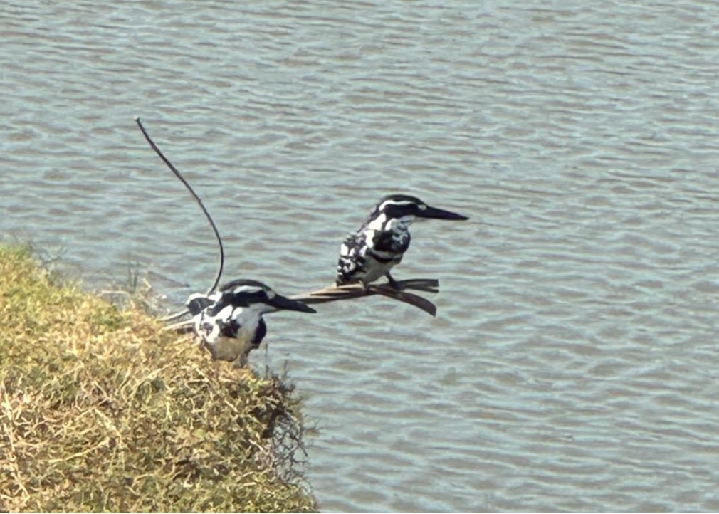 Wild life of Srilanka