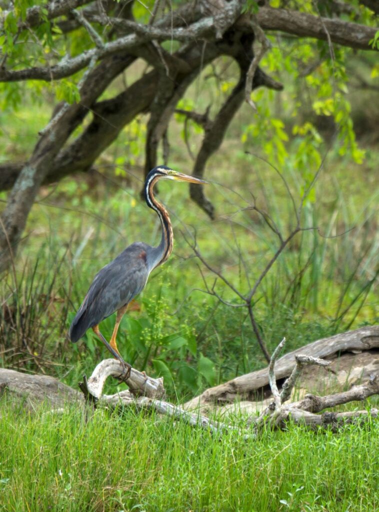 Wild life of Srilanka