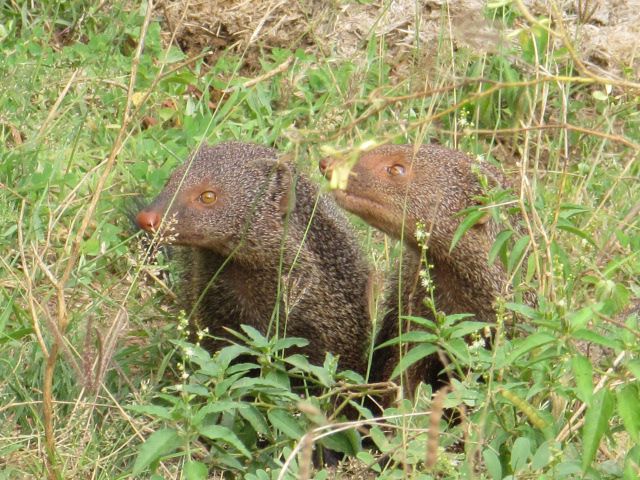 Wild life of Srilanka