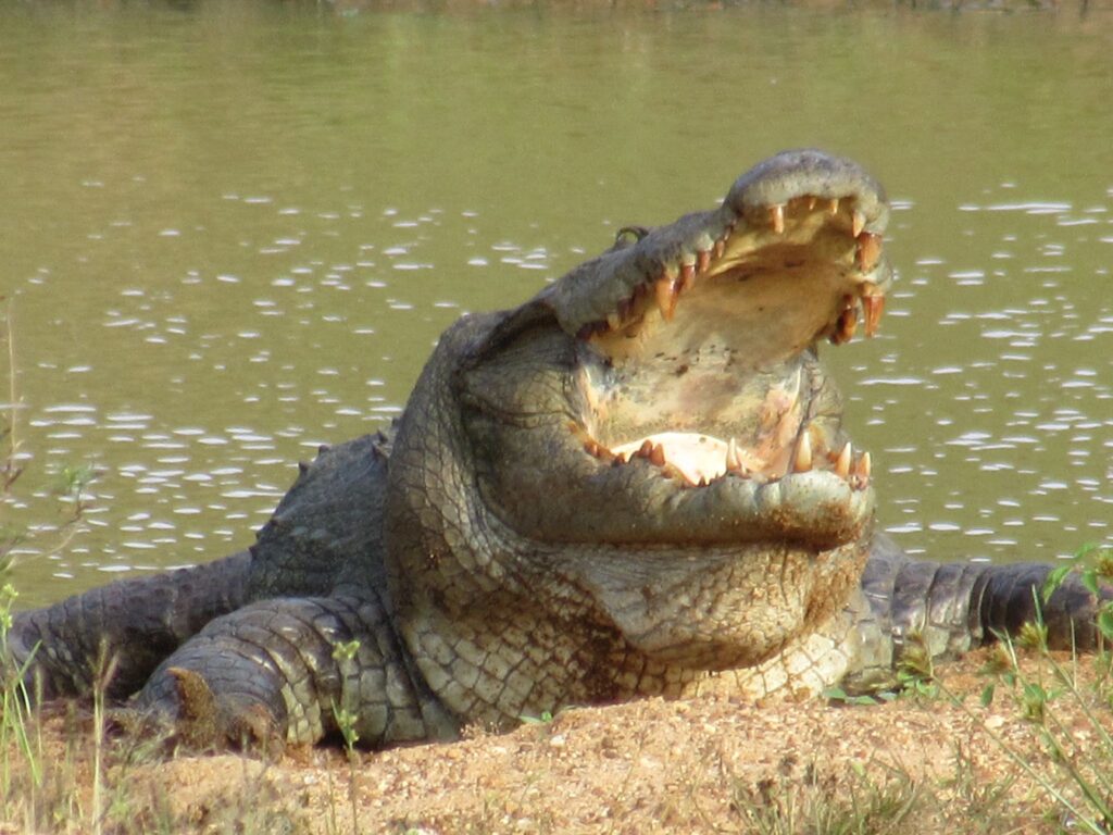 Wild life of Srilanka
