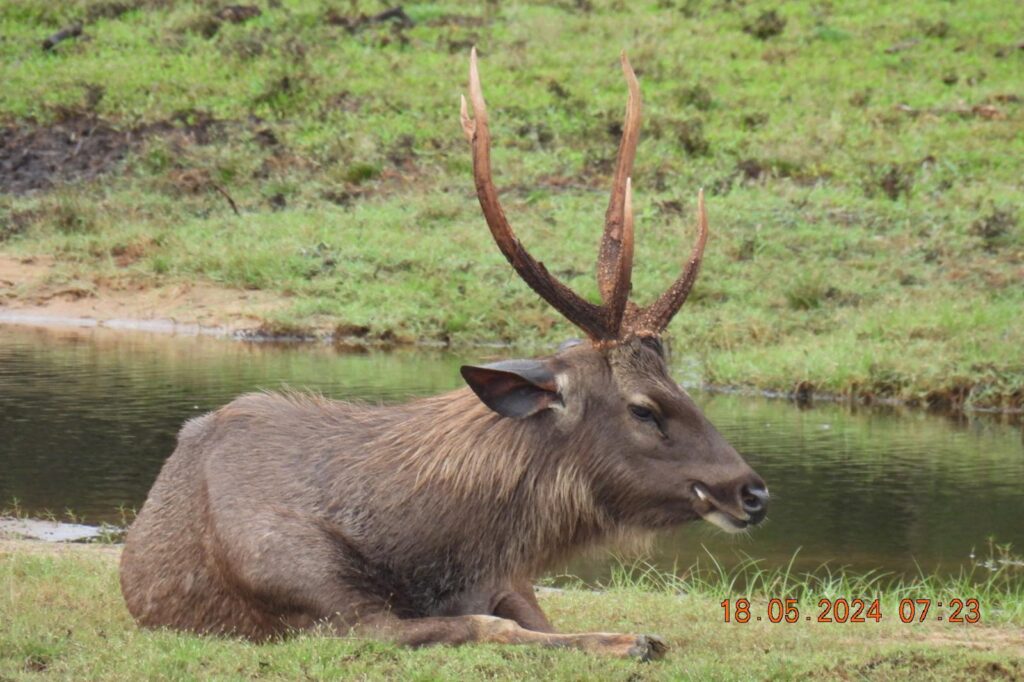 Wild life of Srilanka
