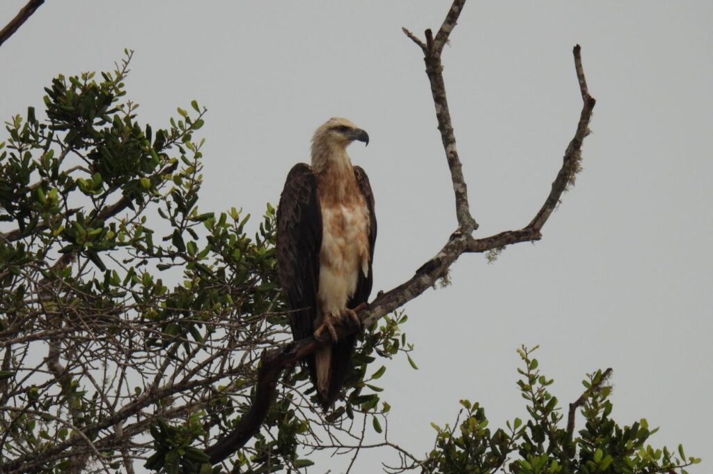Wild life of Srilanka