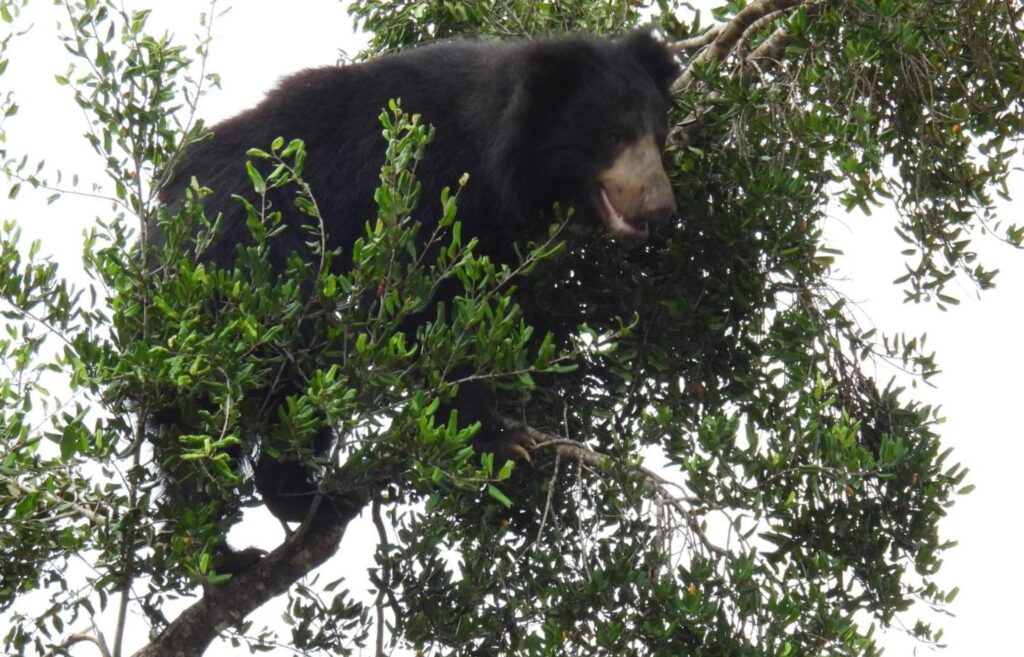 Wild life of Srilanka