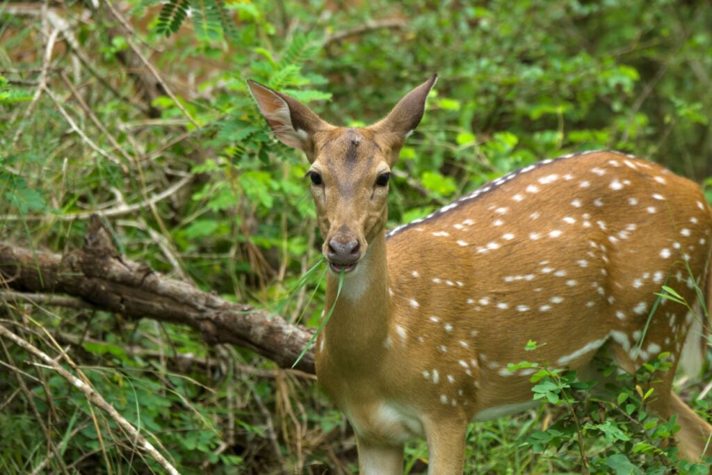 Wild life of Srilanka