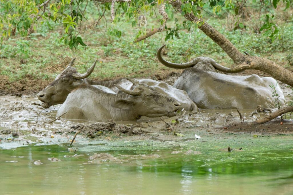 Wild life of Srilanka