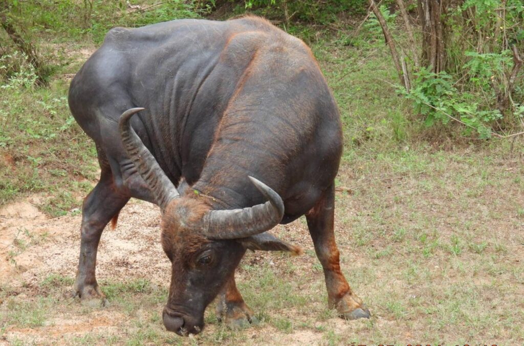 Wild life of Srilanka