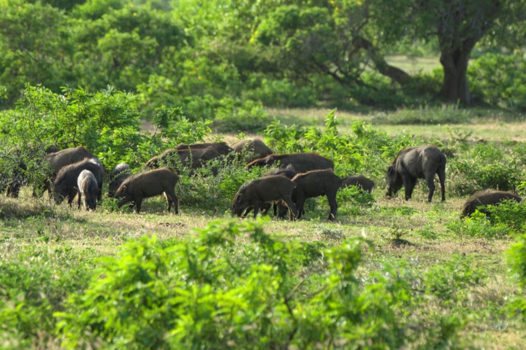 Wild life of Srilanka
