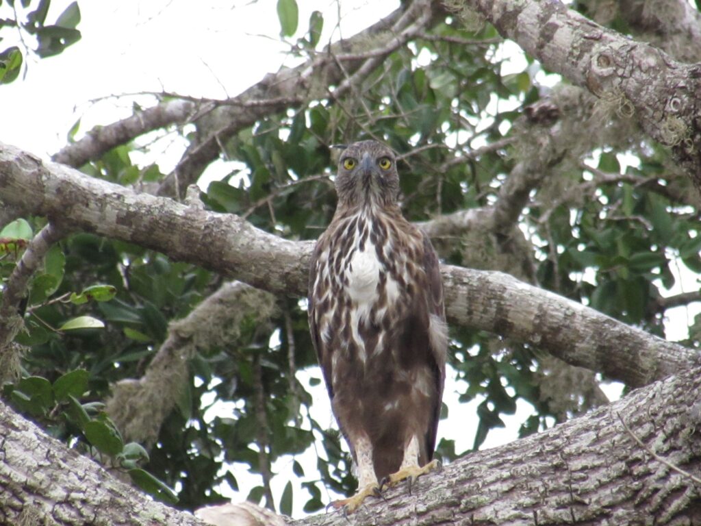 Wild life of Srilanka