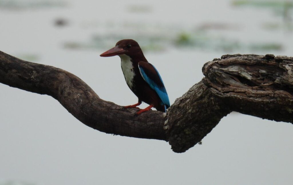 Wild life of Srilanka