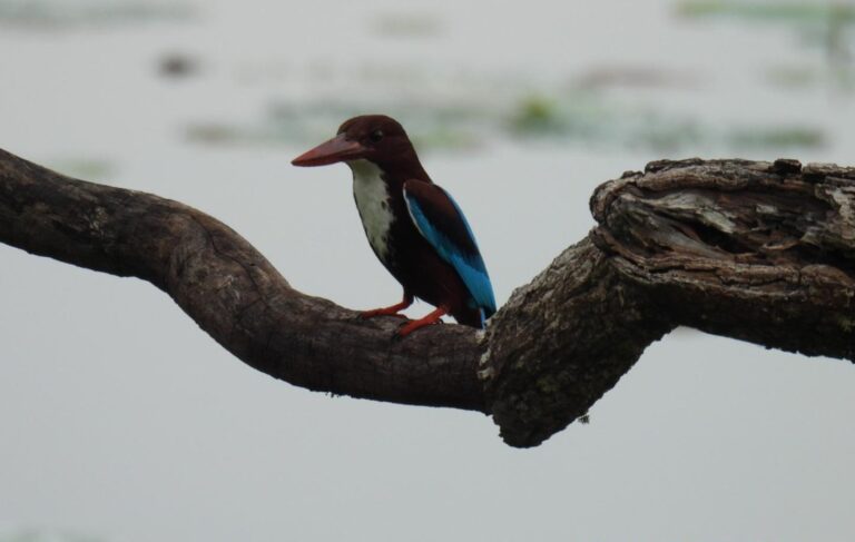 Wild life of Srilanka