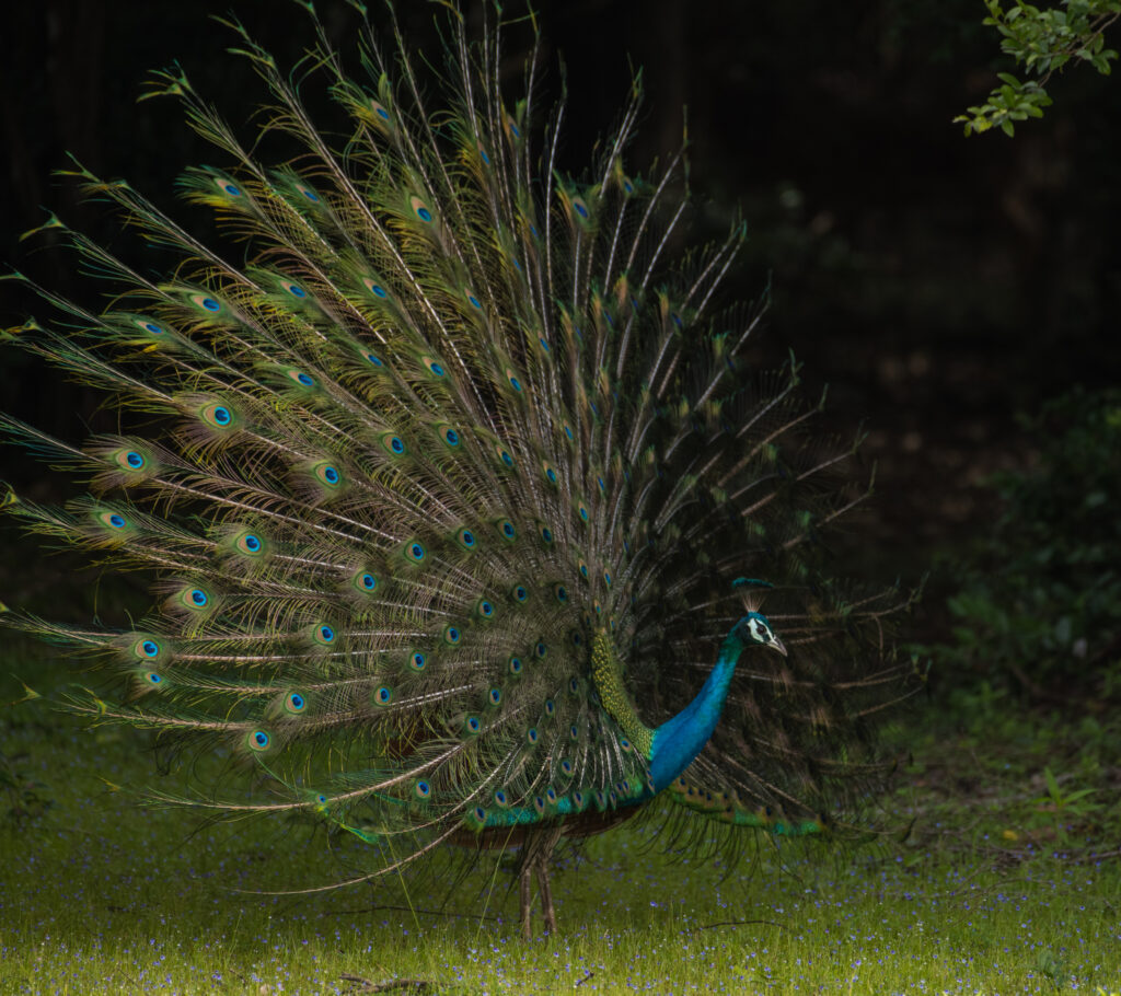 Wild life of Srilanka