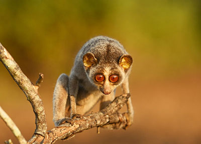 Slender loris Srilanka